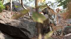 Panthera tigris tigris