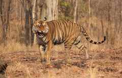 Panthera tigris tigris