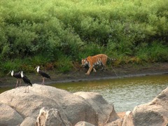 Panthera tigris tigris