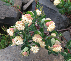 Pimelea ligustrina ciliata