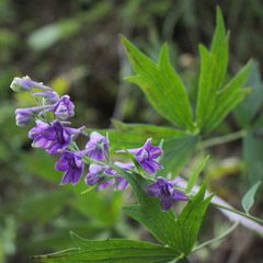 Delphinium exaltatum