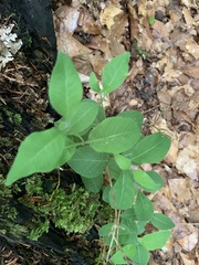 Lonicera caprifolium