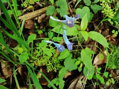 Corydalis turtschaninovii