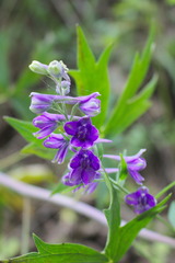 Delphinium exaltatum