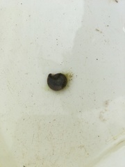 Planorbarius corneus