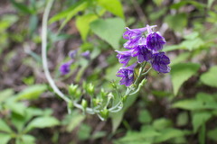 Delphinium exaltatum