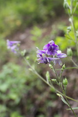 Delphinium exaltatum