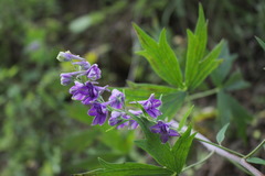Delphinium exaltatum