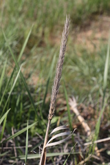 Leymus racemosus