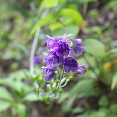 Delphinium exaltatum