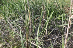 Leymus racemosus