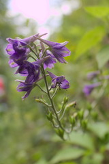 Delphinium exaltatum