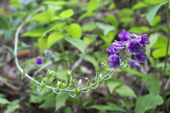 Delphinium exaltatum