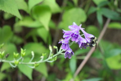 Delphinium exaltatum