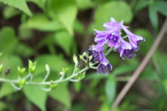 Delphinium exaltatum