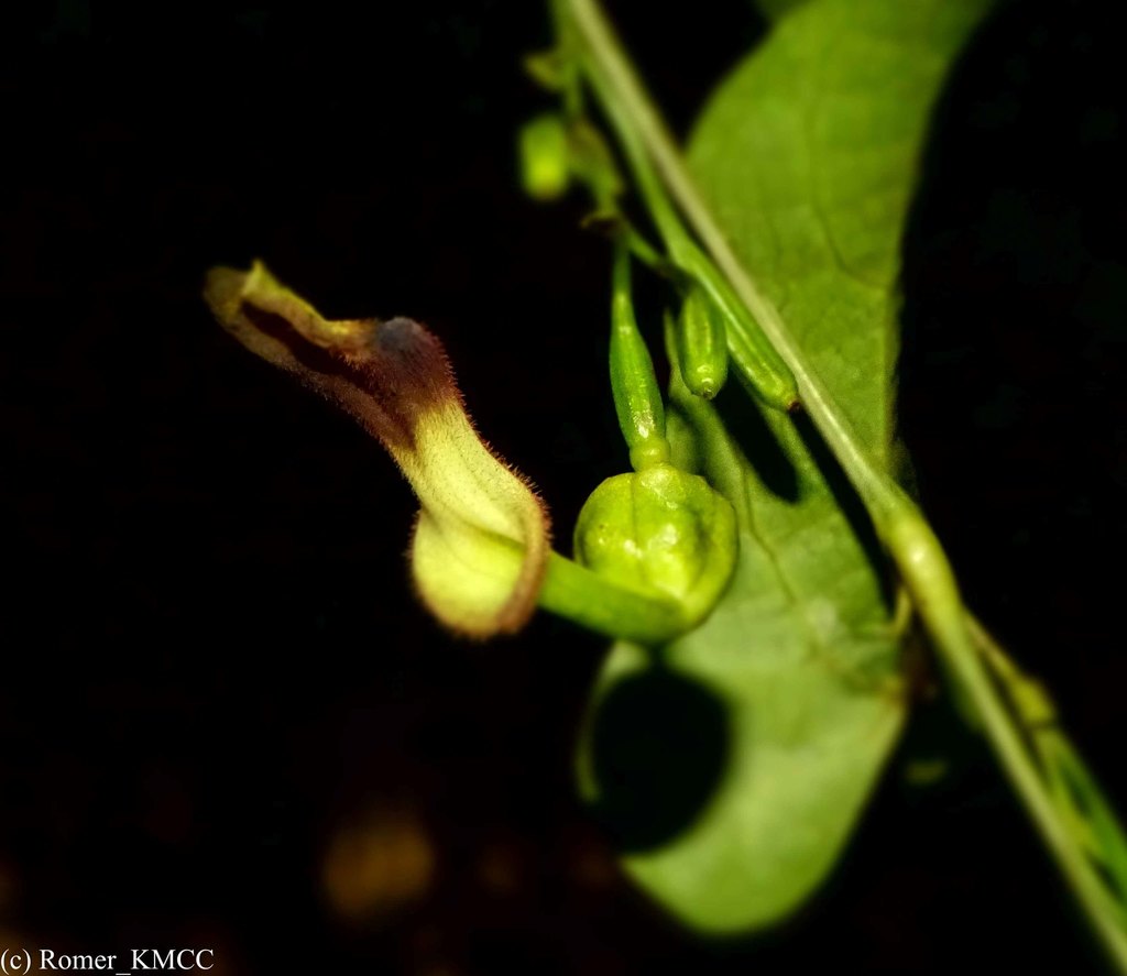 Aristolochia albida