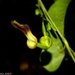 Aristolochia albida - Photo Ningún derecho reservado, subido por Romer Rabarijaona