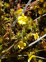 Euphrasia cockayneana