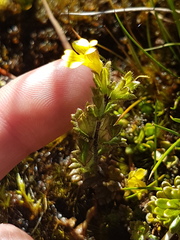 Euphrasia cockayneana