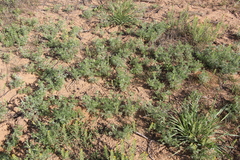 Artemisia austriaca