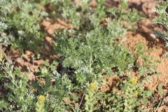 Artemisia austriaca