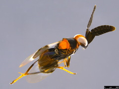Cryptanusia