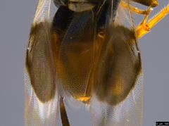 Cryptanusia