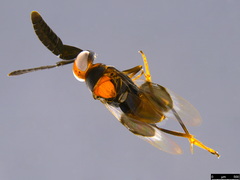 Cryptanusia