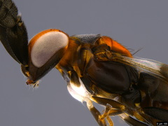 Cryptanusia