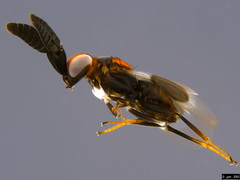 Cryptanusia