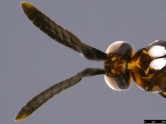 Cryptanusia