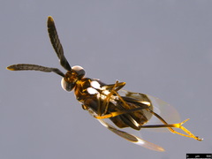 Cryptanusia