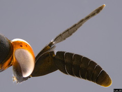 Cryptanusia