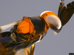 Cryptanusia