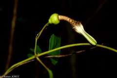 Ceropegia