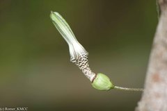Ceropegia
