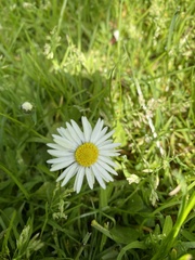 Bellis perennis