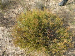 Diosma dichotoma