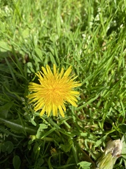 Taraxacum officinale