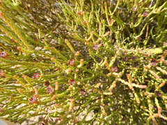 Diosma dichotoma