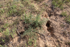 Prangos odontalgica