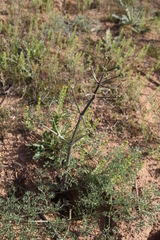 Prangos odontalgica