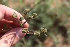 Prangos odontalgica