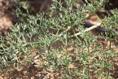 Prangos odontalgica