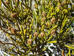 Veronica lycopodioides