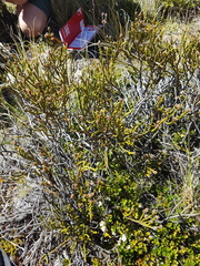 Veronica lycopodioides