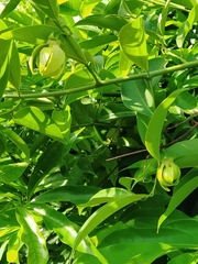 Artabotrys hexapetalus