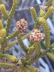 Veronica lycopodioides