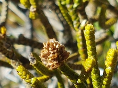 Veronica lycopodioides