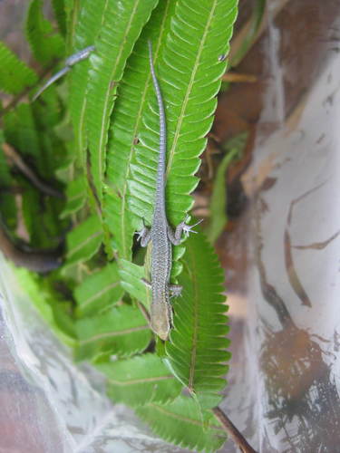 Carlia caesius observed 2013-07-02